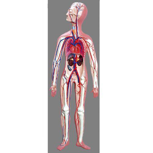 Assistência Técnica, SAC e Garantia do produto Sistema Circulatório Anatomic - Tzj-0328-d