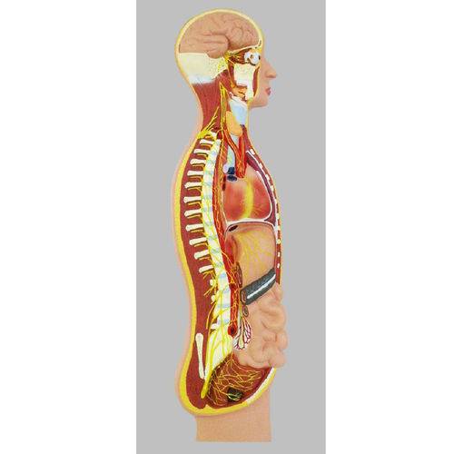 Assistência Técnica, SAC e Garantia do produto Sistema Nervoso Simpático Anatomic - Tzj-0328-c