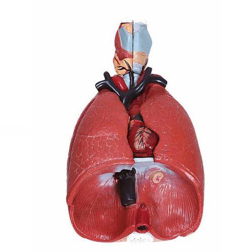 Assistência Técnica, SAC e Garantia do produto Sistema Respiratório com 7 Partes - Pulmão Luxo Anatomic - Tgd-0318-b