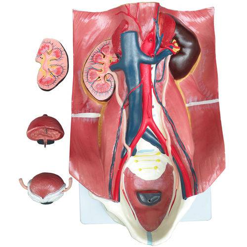 Assistência Técnica, SAC e Garantia do produto Sistema Urinário Clássico Anatomic - Tgd-0328-a