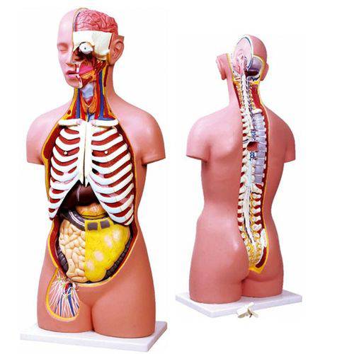 Assistência Técnica, SAC e Garantia do produto Torso Assexuado 85cm com 17 Partes e Coluna Exposta Anatomic - Tzj-0202-a