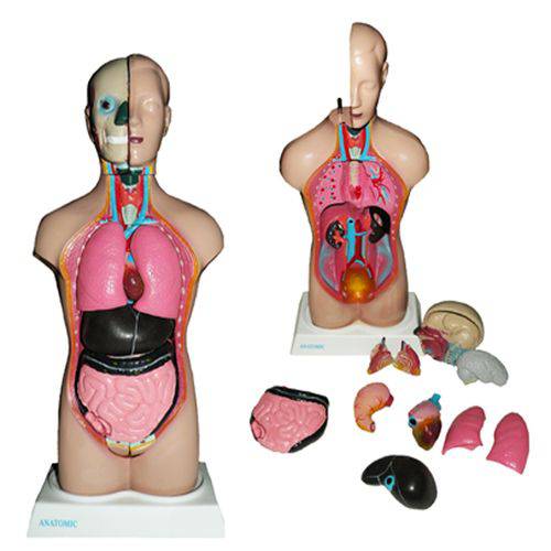 Assistência Técnica, SAC e Garantia do produto Torso Bissexual 42cm com 14 Partes Anatomic - Tgd-0206-c