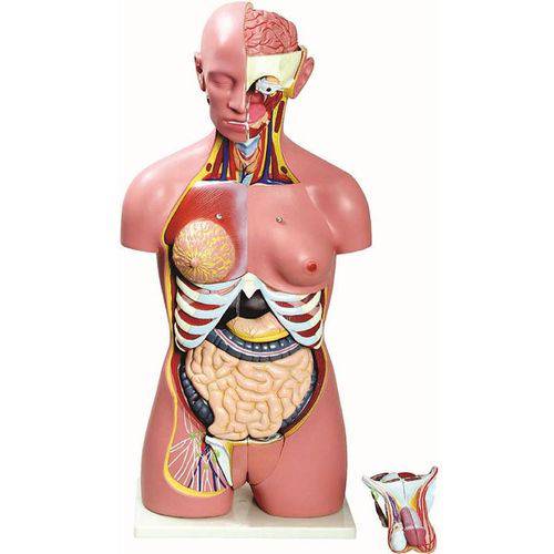 Assistência Técnica, SAC e Garantia do produto Torso Bissexual 85cm com 24 Partes Anatomic - Tzj-0202-b