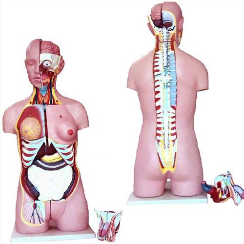 Assistência Técnica, SAC e Garantia do produto Torso Bissexual 85cm com 26 Partes com Coluna Exposta Anatomic - Tzj-0202-x