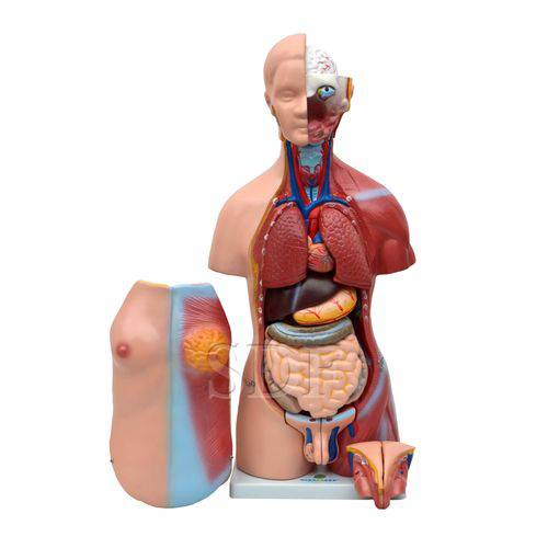 Assistência Técnica, SAC e Garantia do produto Torso Humano Bissexual C/ Abertura Nas Costas de 45 Cm C/ 24 Partes - Sdorf - Cod: Sd-5022/b