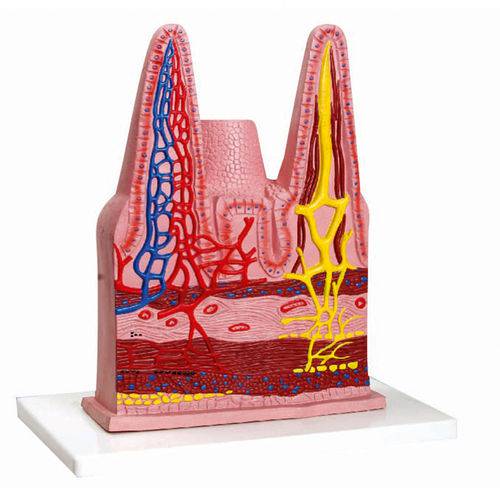 Assistência Técnica, SAC e Garantia do produto Vilosidades Intestinais Anatomic - Tzj-0329-d