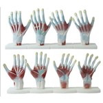 Assistência Técnica e Garantia do produto Anatomia das Mãos 4 Partes - Coleman - Cód: Col 1325