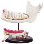 Assistência Técnica e Garantia do produto Anatomia do Dente com 6 Partes Anatomic - Tgd-0313
