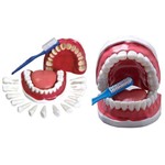 Assistência Técnica e Garantia do produto Arcada Dentária C/ Todos os Dentes Removíveis, Língua e Escova - Coleman - Col 3400