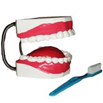 Assistência Técnica e Garantia do produto Arcada Dentária com Língua e Escova Anatomic - Código: Tzj-0312-b