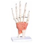 Assistência Técnica e Garantia do produto Articulação da Mão Anatomic - Tgd-0162-c