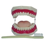 Assistência Técnica e Garantia do produto Boca com Arcada Dentária, Língua e Escova Coleman - Col 1403