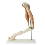 Assistência Técnica e Garantia do produto Braço com Músculo Articulado Anatomic - Tgd-0330-a
