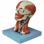 Assistência Técnica e Garantia do produto Cabeça com Músculos em 10 Partes Anatomic - Tzj-0300-a