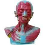 Assistência Técnica e Garantia do produto Cabeça e Pescoço Musculado Anatomic - Tgd-4006