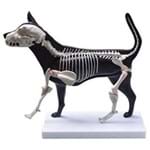 Assistência Técnica e Garantia do produto Cachorro - Anatomia e Esqueleto - Coleman - Col 3630