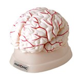 Assistência Técnica e Garantia do produto Cérebro com Artérias em 8 Partes
