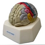 Assistência Técnica e Garantia do produto Cérebro com Região Funcional do Córtex - Anatomic - Cód: Tzj-0303-f