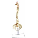 Assistência Técnica e Garantia do produto Coluna Vertebral Flexível Anatomic - Tgd-0148-a
