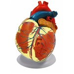 Assistência Técnica e Garantia do produto Coração Ampliado com 3 Partes - Anatomic - Cód: Tzj-0321-b