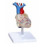 Assistência Técnica e Garantia do produto Coração Transparente com 2 Partes Anatomic - Tgd-0322-t