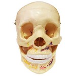 Assistência Técnica e Garantia do produto Crânio Clássico com Mandíbula Aberta Anatomic - Tgd-0102-b
