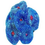 Assistência Técnica e Garantia do produto Enfeite para Aquário de Silicone Coral Ricordea 8 Cm Azul - Soma