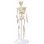 Assistência Técnica e Garantia do produto Esqueleto de 20 Cm - Anatomic - Cód: Tgd-0131