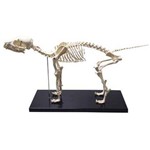 Assistência Técnica e Garantia do produto Esqueleto de Cachorro Coleman - Col 3650