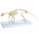 Assistência Técnica e Garantia do produto Esqueleto de Gato - Anatomic - Cód: Tgd-0602