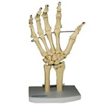 Assistência Técnica e Garantia do produto Esqueleto de Mão com Ossos do Punho Anatomic - Tgd-0157-b