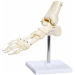 Assistência Técnica e Garantia do produto Esqueleto de Pé com Ossos Tornozelo Anatomic - Tgd-0159-b