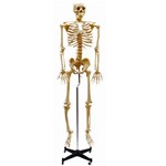 Assistência Técnica e Garantia do produto Esqueleto Flexível Aprox. 168cm com Suporte Anatomic - Código: Tgd-0101-b