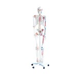 Assistência Técnica e Garantia do produto Esqueleto Humano 1,70 - Articulado, com Ligamentos e Inserções Musculares - Brax Tecnologia