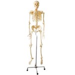 Assistência Técnica e Garantia do produto Esqueleto Humano 168cm Flexível com Rodas - Coleman - Col 3101