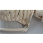 Assistência Técnica e Garantia do produto Esqueleto Humano 85cm - Coleman - Col 1102