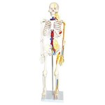 Assistência Técnica e Garantia do produto Esqueleto Humano 85cm com Nervos e Veias - Anatomic - Cód: Tgd-0112-c