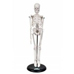 Assistência Técnica e Garantia do produto Esqueleto Humano de 45 Cm C/ Suporte - Sdorf - Cód: Sd-5002/b