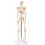 Assistência Técnica e Garantia do produto Esqueleto Humano Padrão, Articulado com Aproximadamente 45cm de Altura.