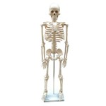 Assistência Técnica e Garantia do produto Esqueleto Humano Padrão Articulado com Aproximadamente 85cm de Altura