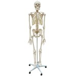 Assistência Técnica e Garantia do produto Esqueleto Padrão Aprox. 170 Cm com Rodas - Anatomic - Cód: Tgd-0101