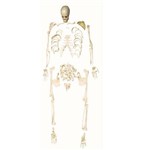 Assistência Técnica e Garantia do produto Esqueleto Padrão Desarticulado Anatomic - Código: Tgd-0101-c