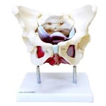Assistência Técnica e Garantia do produto Esqueleto Pélvico com Útero Anatomic - Tgd-0351