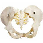 Assistência Técnica e Garantia do produto Esqueleto Pélvico Feminino Anatomic - Tgd-0169-b