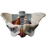 Assistência Técnica e Garantia do produto Esqueleto Pélvis Feminina com Nervos e Ligamentos - Anatomic - Cód: Tzj-0353-h