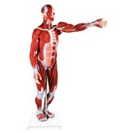 Assistência Técnica e Garantia do produto Figura Muscular Assexuada 170 Cm com 27 Partes com Órgãos Internos Anatomic - Tzj-4000-a