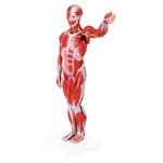 Assistência Técnica e Garantia do produto Figura Muscular Assexuada 78 Cm com Órgãos Internos Anatomic - Código: Tzj-4000-b