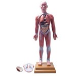 Assistência Técnica e Garantia do produto Figura Muscular Assexuada 85cm C/ Órgãos - Coleman - Col 3701