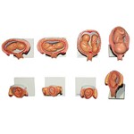 Assistência Técnica e Garantia do produto Modelo Anatomico da Gravidez com 8 Fases Anatomic - Código: Tzj-0200