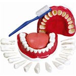 Assistência Técnica e Garantia do produto Modelo de Dentição com Todos os Dentes Removíveis Anatomic - Tgd-0312-c